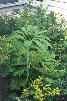 Green shop dragon plant